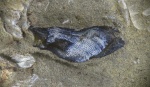 Poecilodus sp.
