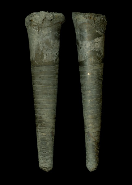 Orthoceras, Dolorthoceras, Orthocerida, Pseudorthocerida