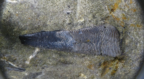 Platyxystrodus
