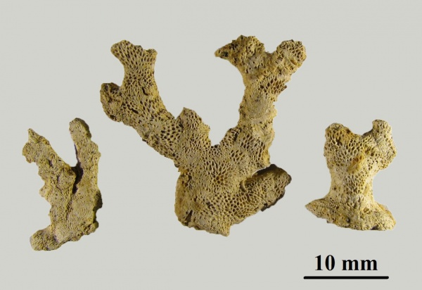 Ceriopora