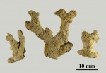 Ceriopora ramosa