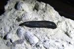 Ptyctodus sp.