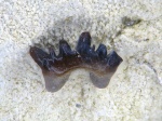 Phoebodus sp.