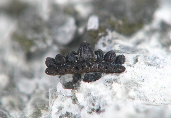 Protacrodus, Protacrodontidae, Euselachii