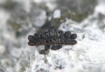 Protacrodus sp.