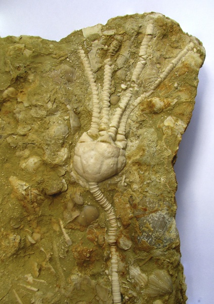 Ulocrinus, Cromyocrinidae, Ulocrinus neverovoensis