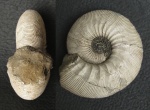 Kepplerites galilaeii (Oppel)