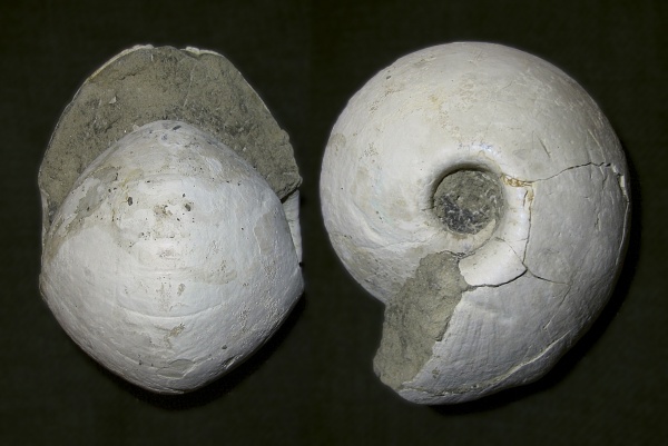 Rondiceras, р. Унжа, устье, Cadoceratinae, Cardioceratidae, Rondiceras sokolovi