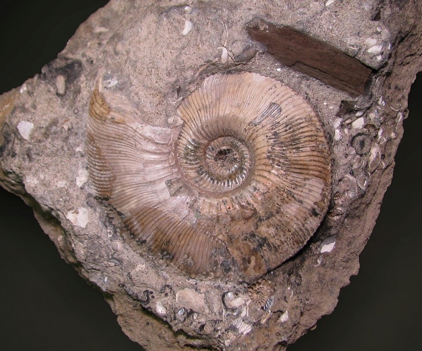 р. Унжа, Sigaloceras, Kosmoceratidae, Gulielmina, Gulielmina quinqueplicata