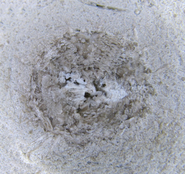 гжельский ярус, Echinoidea, Окско-Цнинский вал, Proterocidaridae