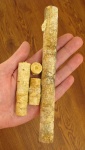 Стебли Rhabdocrinus