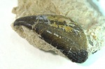 Зубная пластина Protochimaera mirabilis