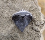 Ctenoptychius sp.