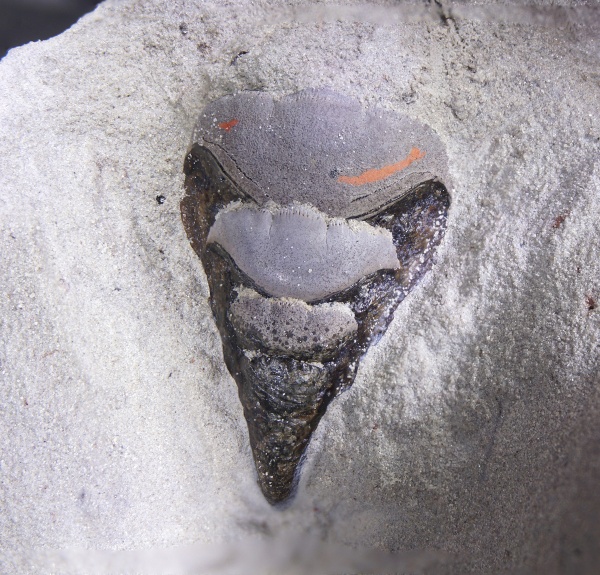 Petalodontiformes, Petalorhynchus