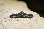 Orodus sp.