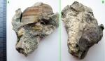 Отпечаток Cardiidae.