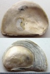 Створка