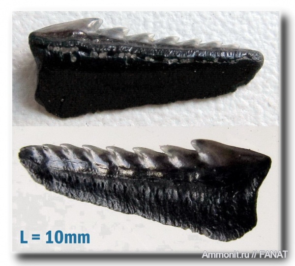 Hexanchus, Hexanchiformes, Hexanchidae, Hexanchus microdon