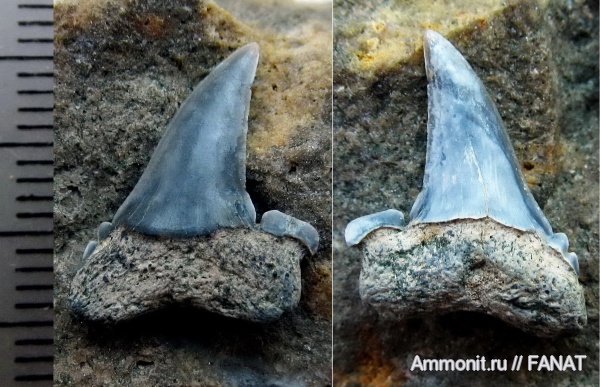 Striatolamia macrota, патологии