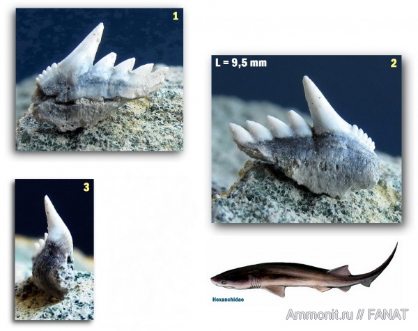 зубы акул, Hexanchidae