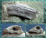 Раковина серпулиды Hydroides / Serpula s.str.