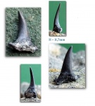 Odontaspididae