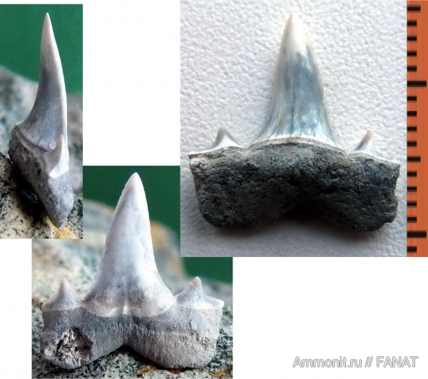 Isurolamna