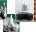 Isurolamna sp.