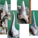 Borealotodus cf. karpinski