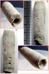 Трубка серпулиды Ditrupa cornea (Linnaeus, 1758).