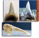 Borealotodus sp.