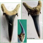 Odontaspis sp. / Carcharias sp.