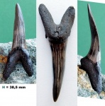 Hypotodus verticalis