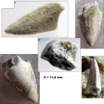 Фрагмент зуба Scombridae (? Cybium sp.)