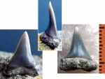 (?) Alopias sp.