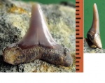 Macrorhizodus sp.