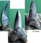 Macrorhizodus Praecursor