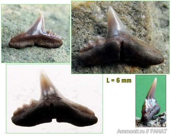 зубы акул, shark teeth