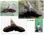Physogaleus sp.