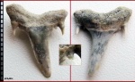 Carcharias sp.