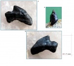 Odontaspididae (задний зуб)