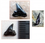 (?) Physogaleus sp. (самец)