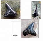 Hypotodus cf. verticalis