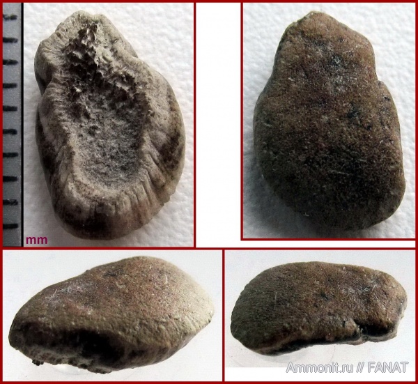 зубы рыб, fish teeth