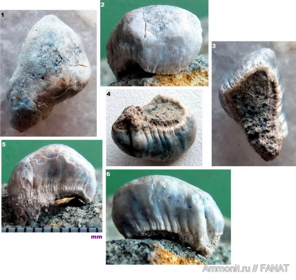 зубы рыб, fish teeth