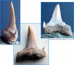 Borealotodus sp.