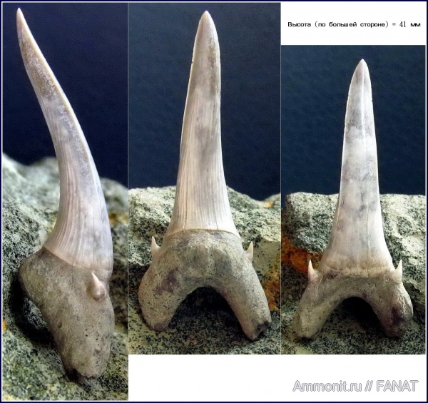 зубы акул, Carcharias, shark teeth