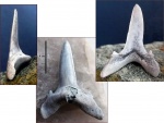 Mennerotodus sp. / Borealotodus sp.