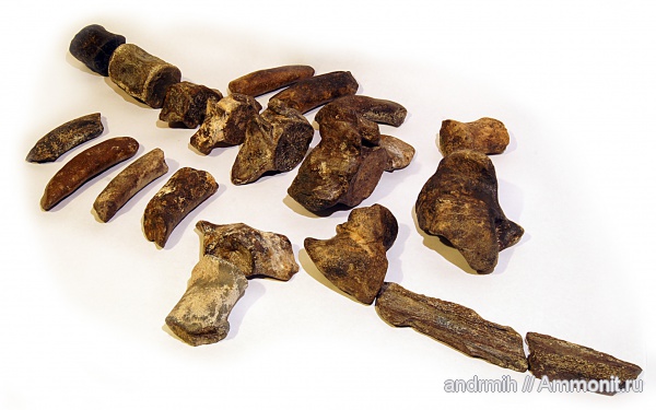 неоген, миоцен, Cetotherium, Cetotheriidae