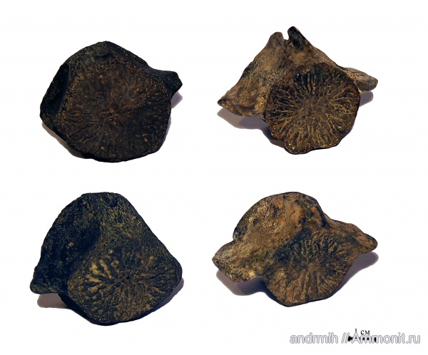 неоген, миоцен, позвонки, Cetotherium, Cetotheriidae, Delphinidae
